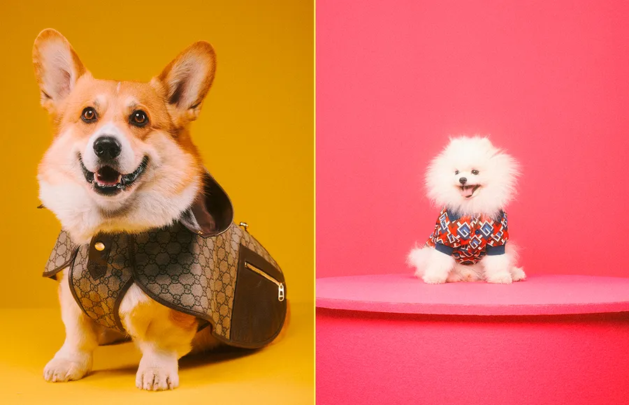 PETS-GUCCI.jpg