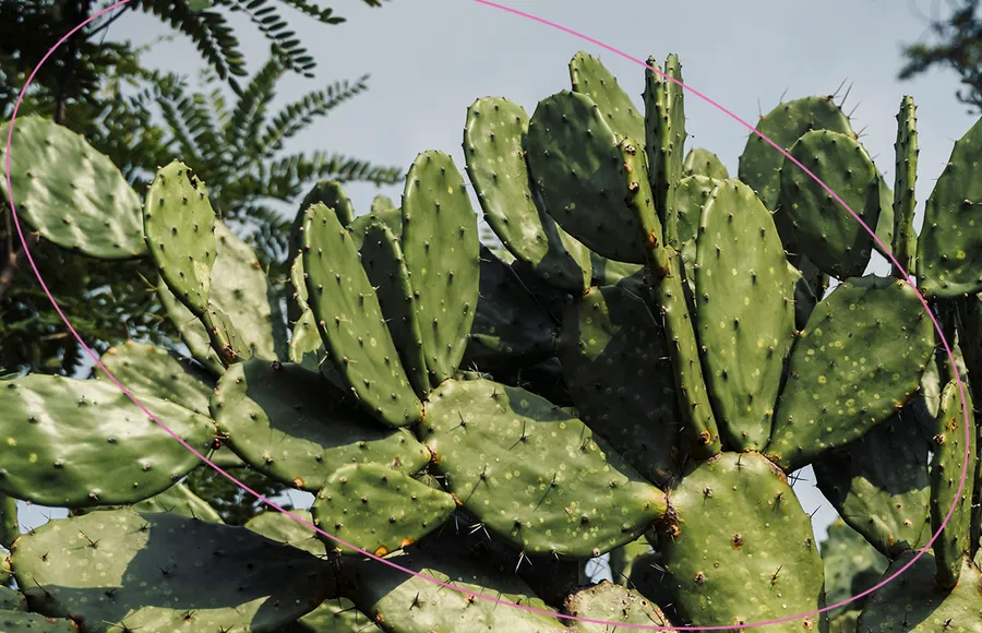 NOPALES.jpg