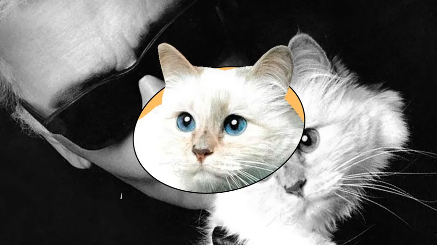 Todo lo que debes saber sobre Choupette, la adorada gatita de Karl Lagerfeld.