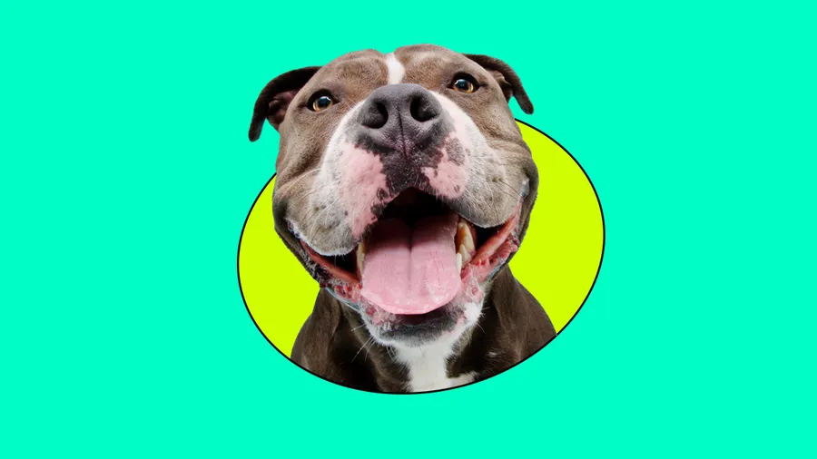 Un nuevo estudio de Harvard revela que los perritos sueñan con sus humanos.