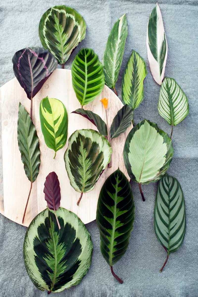 3.Plantas-con-diseño