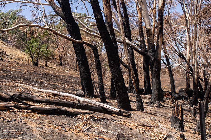 Bushfires in Australia - 17 Jan 2020