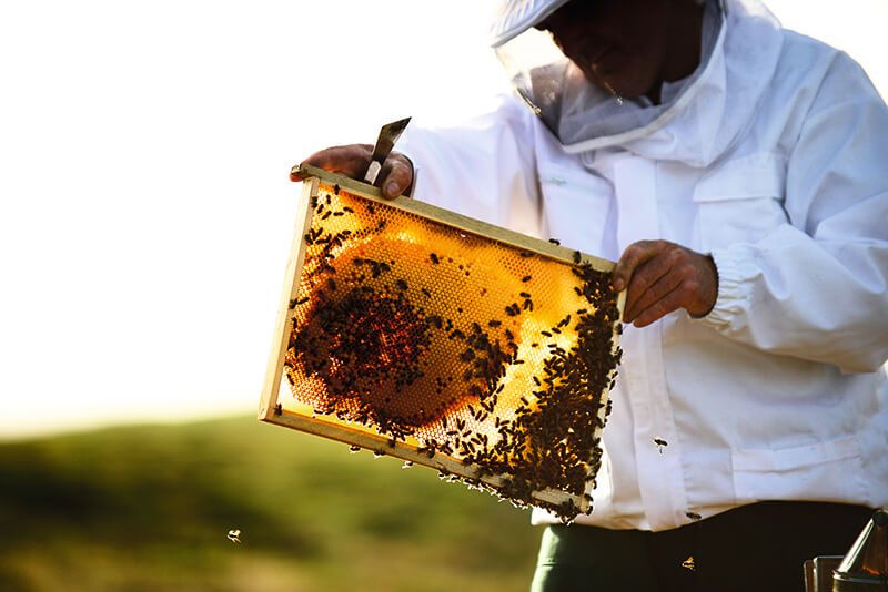 abejas-guerlain-día mundial-miel-skincare-iniciativas-bees-1.jpg