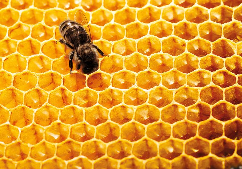 abejas-guerlain-día mundial-miel-skincare-iniciativas-bees-2.jpg