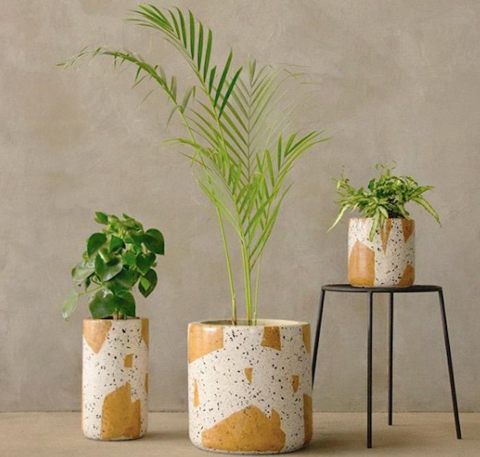 botanica-juarez-plantas-cdmx
