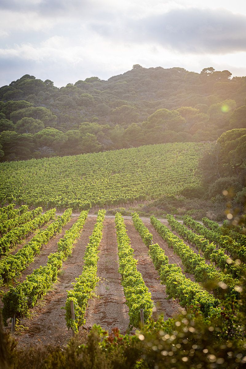 vino-rosado-blanco-chanel-domaine-ile-porquerolles-4