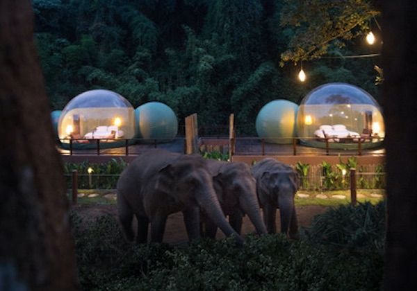 elefantes-tailandia-hotel.jpg