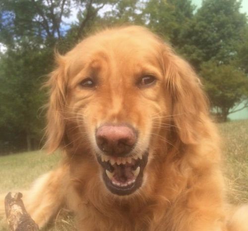 meme-perro.jpg