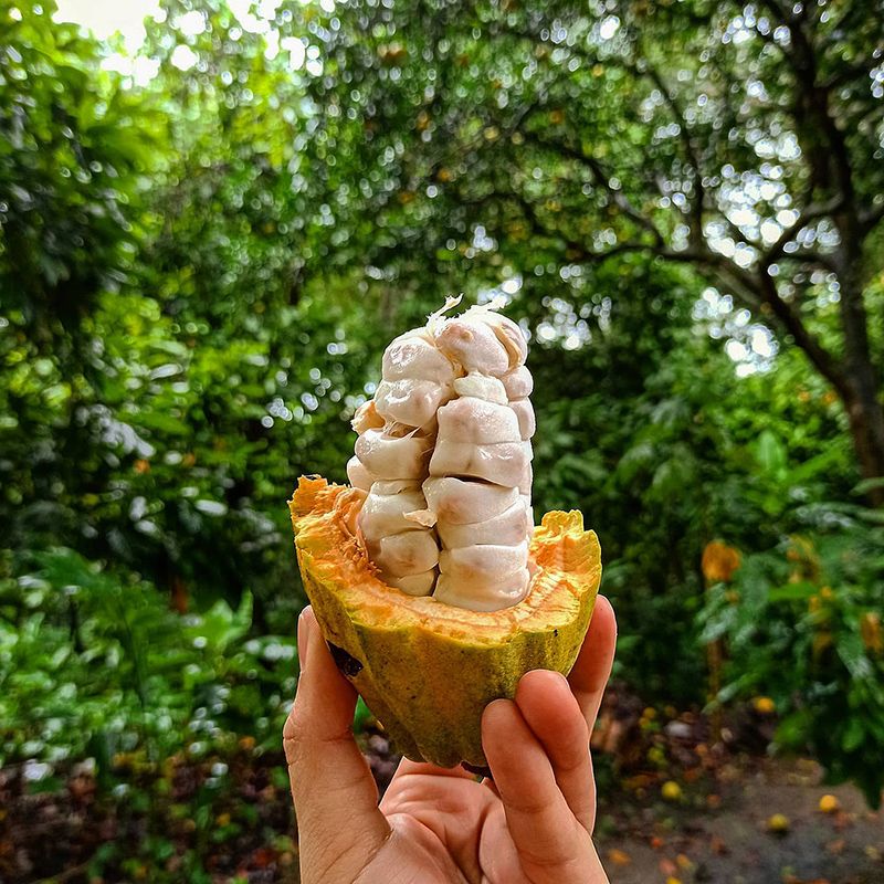 rainforest alliance la campesina cacao
