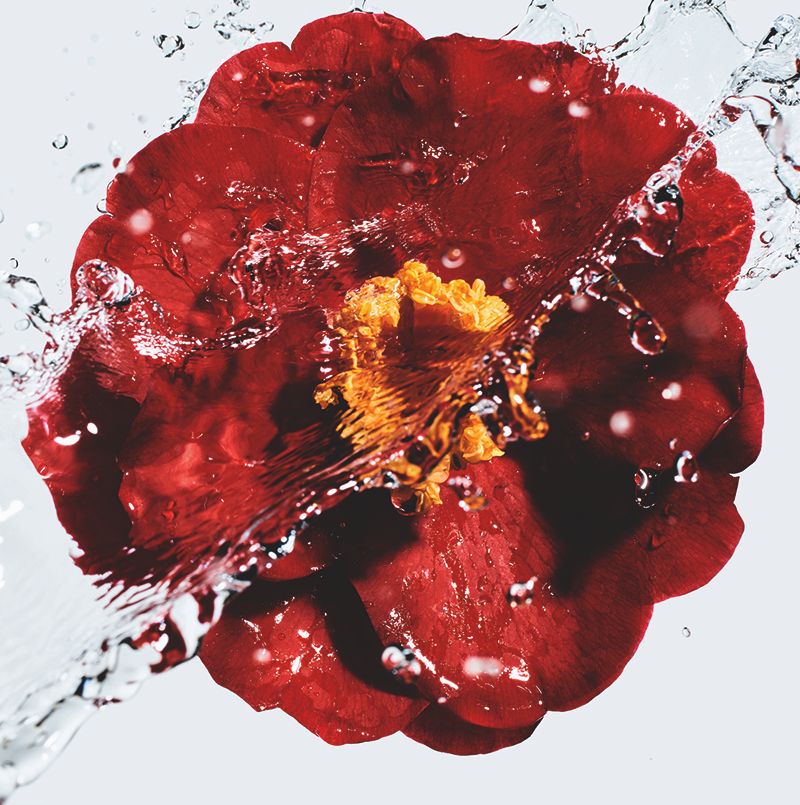 5-chanel-numero 1-n 1-skincare-maquillaje-fragancia-innovador-sustentable-camelia-camelia roja-anti edad-crema-suero.jpg