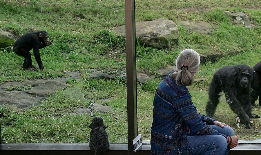 Dr Jane Goodall Visits Taronga Zoo's Chimpanzees