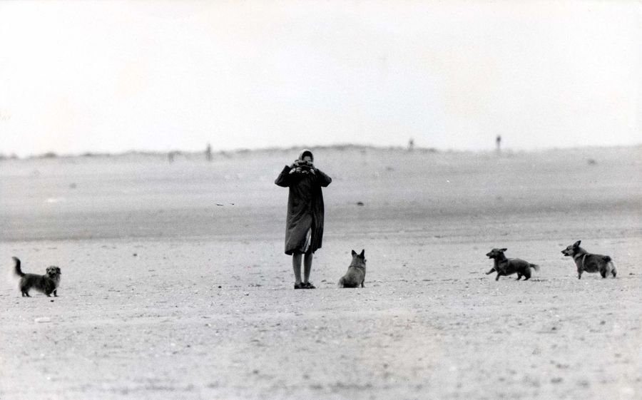 Queen Elizabeth July 1984 The Queen Takes Snaps On Norfolk Beach With Her Corgis.