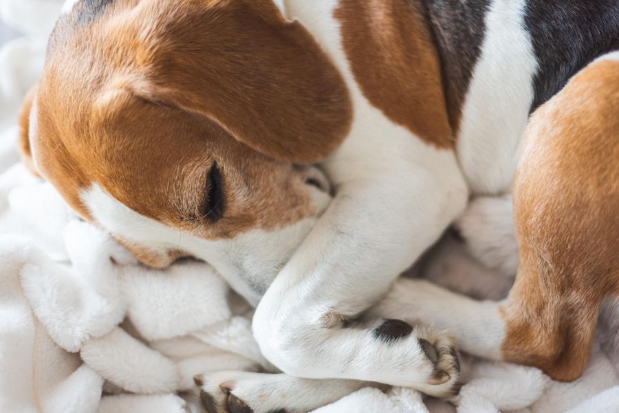 Tu perrito sueña contigo, una razón más para amarlo. 