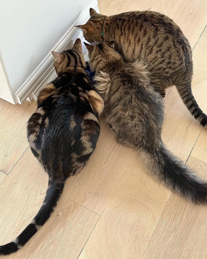 Sarah Jessica Parker y su familia tienen tres gatitos. 