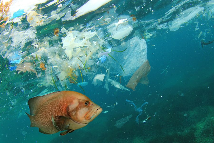 microplasticos