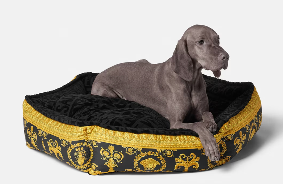 versace perros