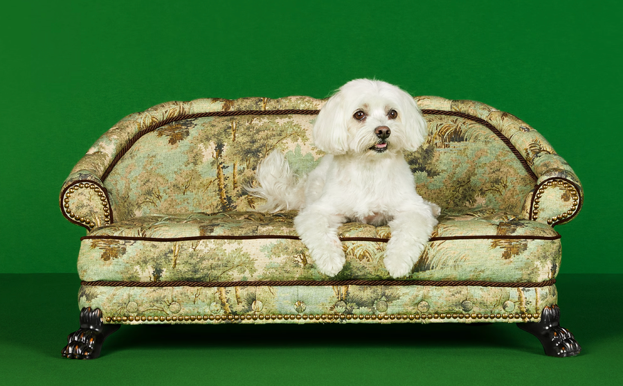 gucci perros