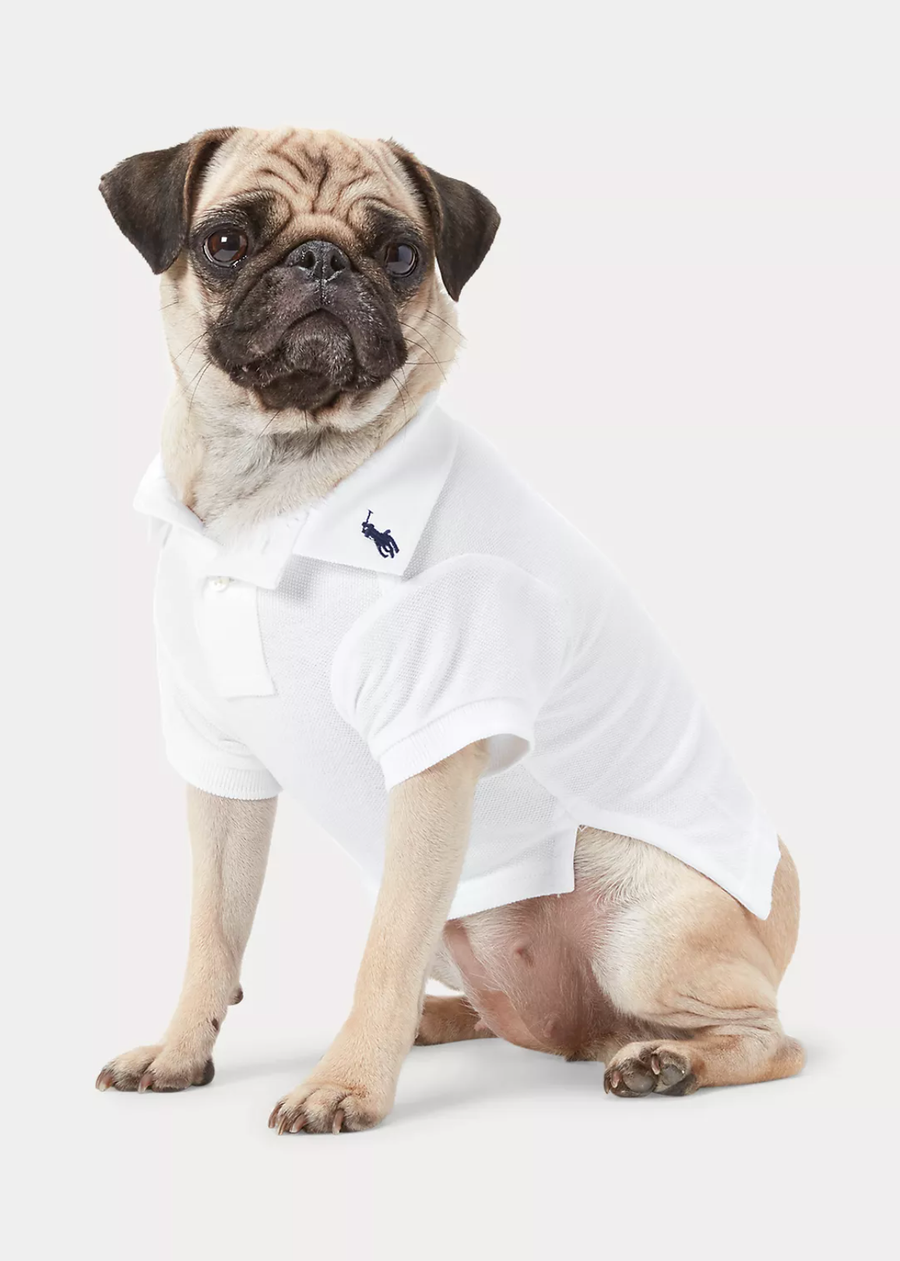 ralph lauren perros