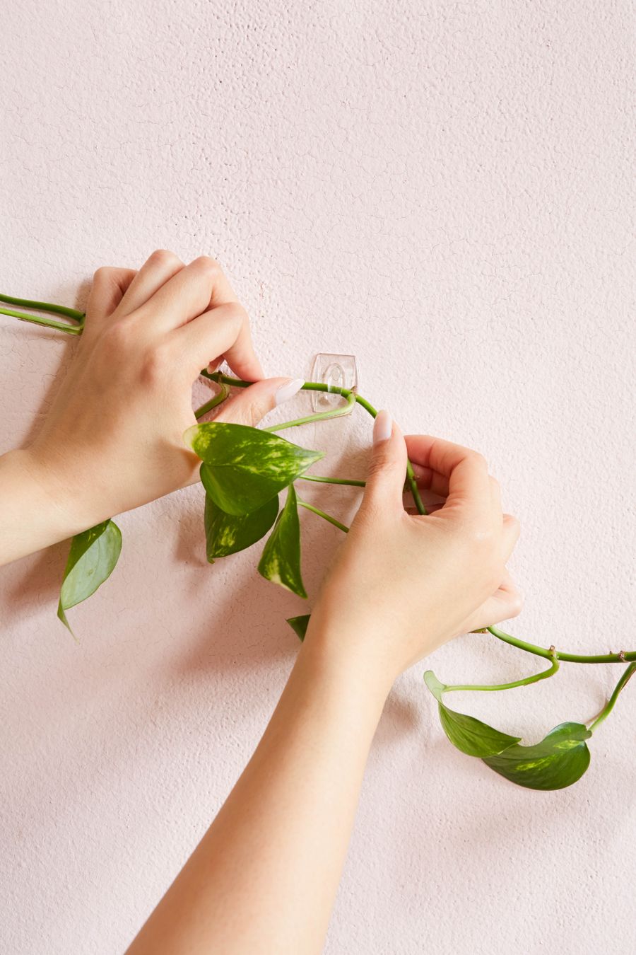 manos de mujer colocando plantas en la pared con ganchos Command