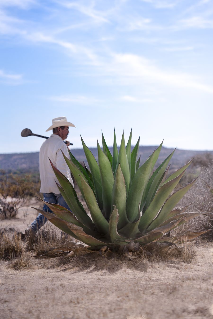 MEZCAL_SAN_LUIS_2024_10.jpg