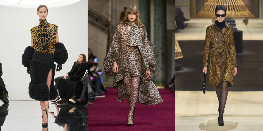 leopardo