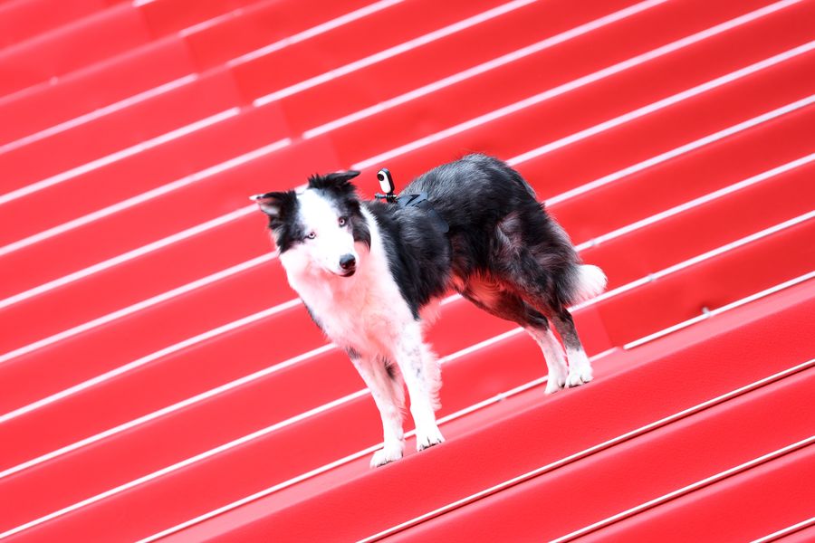 Messi, el perrito, se roba la atención de los periodistas en Cannes