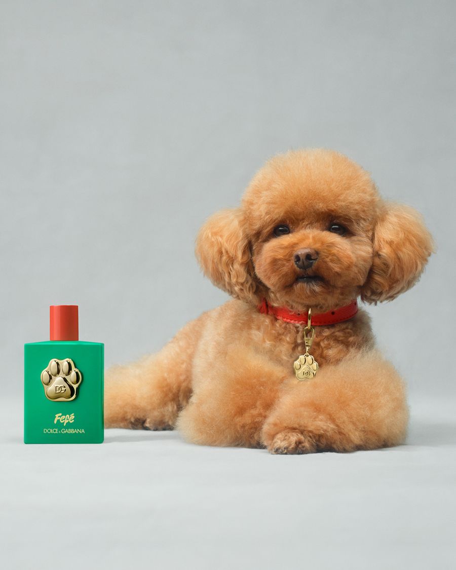 perfumes perritos dolce&gabbana