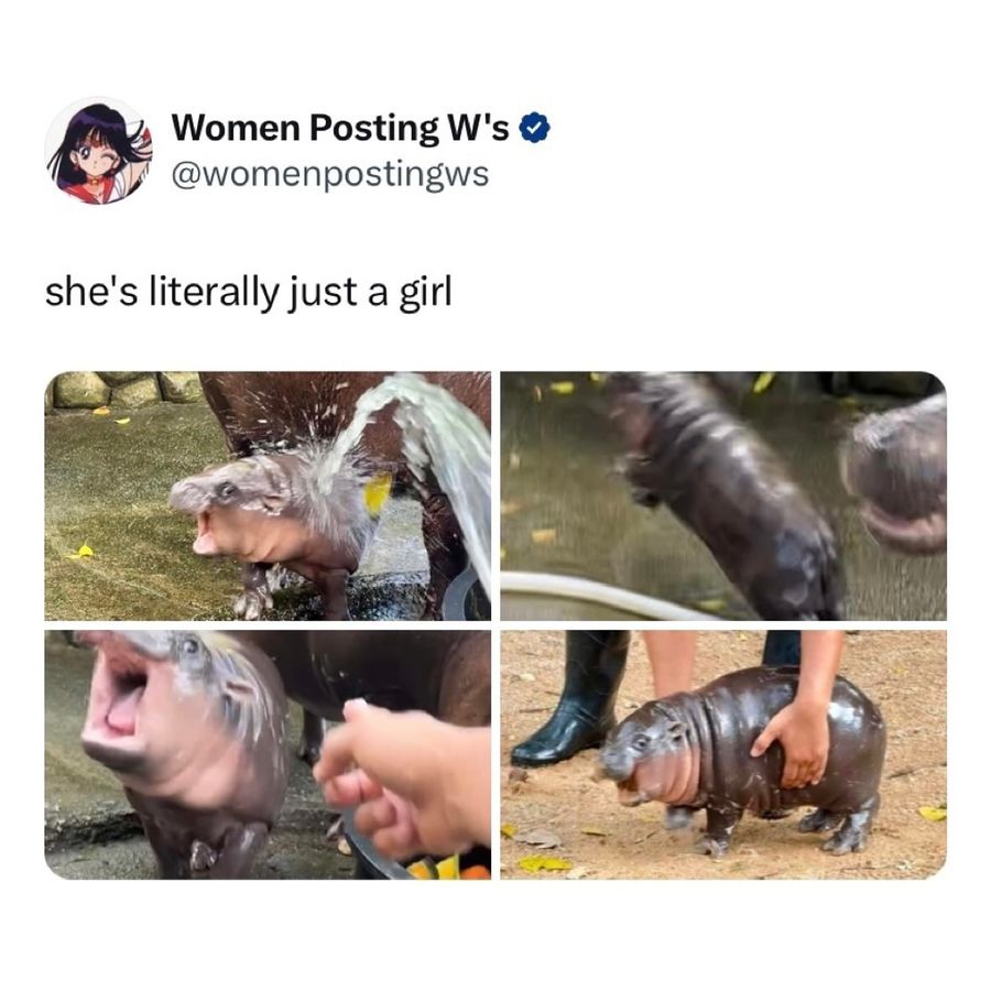 Moo Deng hipopótamo viral