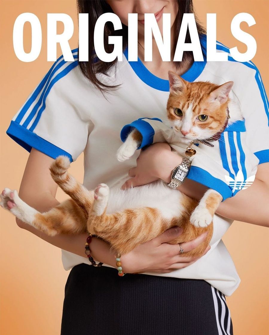 adidas-ropa-perrito