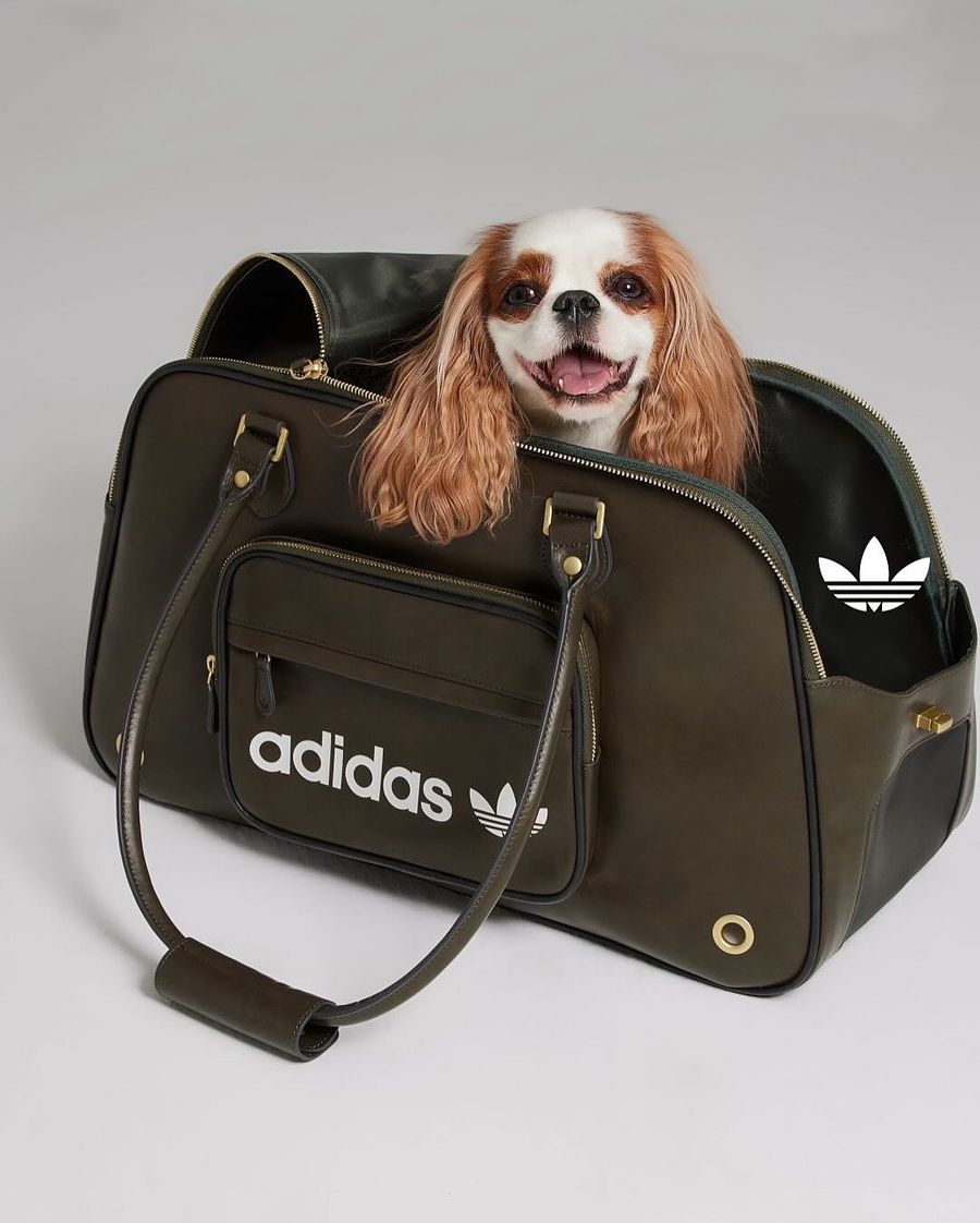 adidas-ropa-perrito