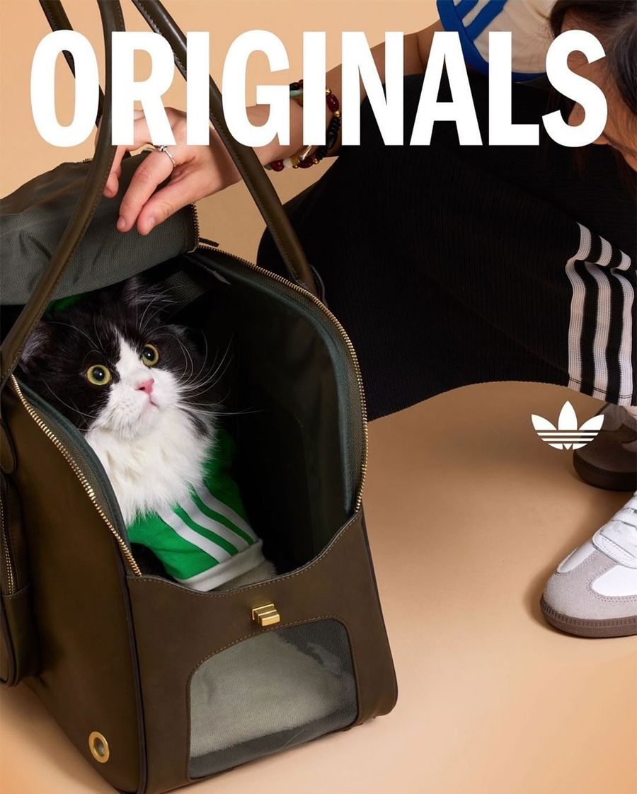 adidas-ropa-perrito