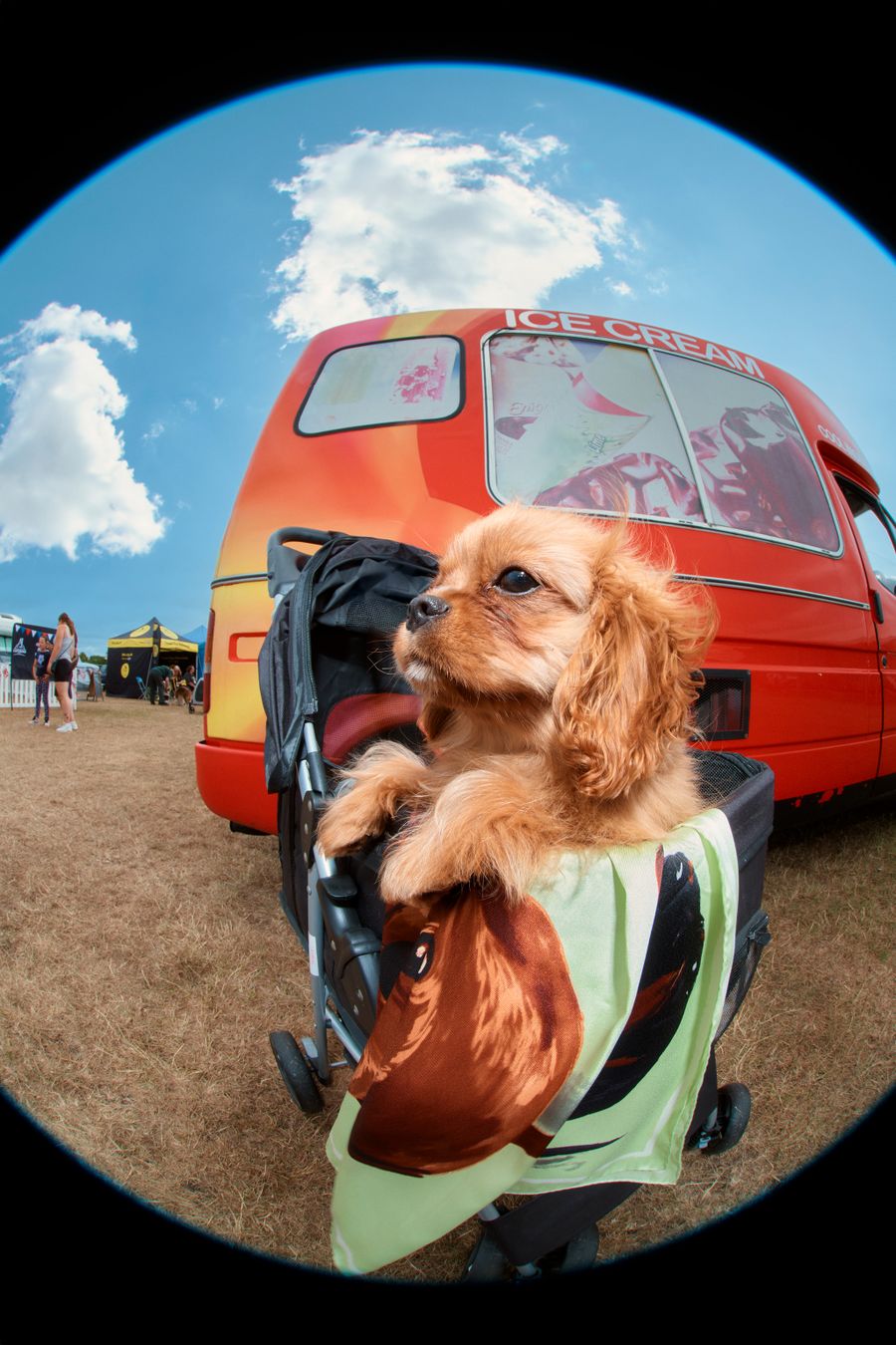 DOG-COLLECTION-004.jpg